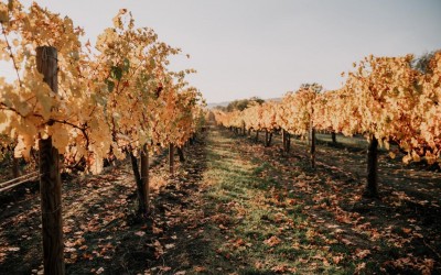 A INFLUENCIA NO VINHO DOS DIFERENTES TIPOS DE SOLO - By Whata Cabral A INFLUENCIA NO VINHO DOS DIFERENTES TIPOS DE SOLO - By Whata Cabral